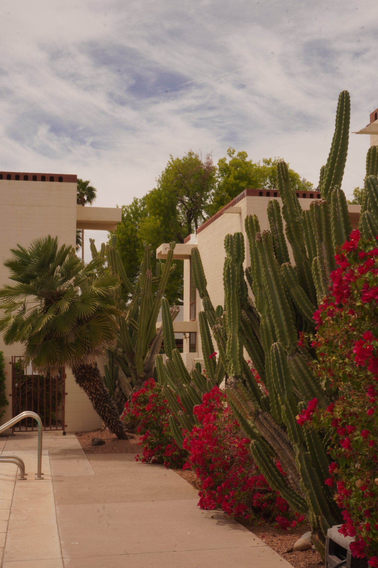 Arizona courtyard path framed by cactus and bougainvillea